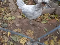Polaca — foto 6