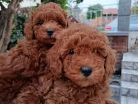 Məhsul: Toy pudel balaları Xüsusiyyətlər: - Cins: Toy Poodle (oyuncaq — picha 2