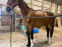 घोड़ी, Dutch warmblood horse — फ़ोटो 8