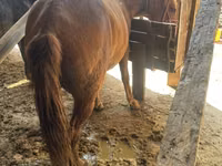 Yegua, Caballos — foto 1