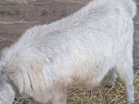 Billy Goat, Goats — photo 4