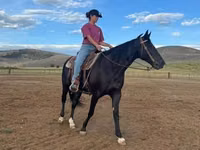 Yegua, National Show Horse — foto 2