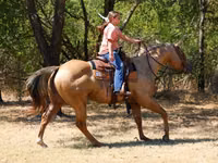 Farasi dume, Quarter Horse — picha 6
