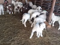 Kondoo jike, Awassi sheep — picha 1