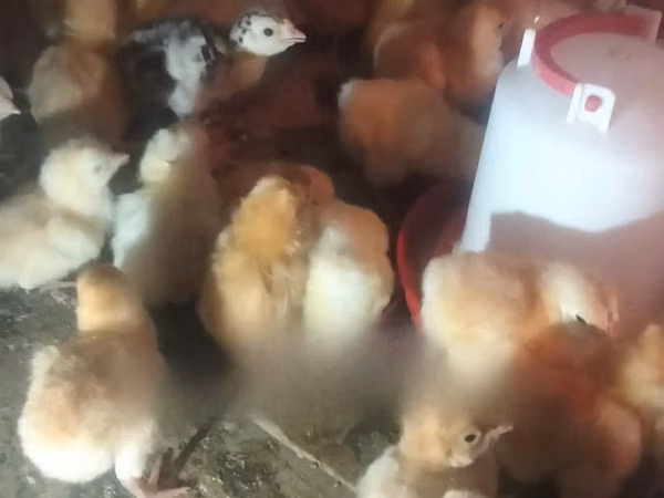 Chickens