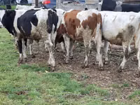 بقرة, Simmental cattle — الصورة 6