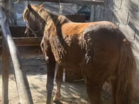 Mare, Horses — photo 2