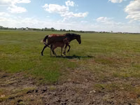 Farasi jike, Kinsky horse — picha 5