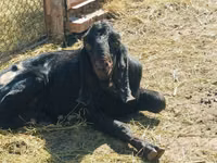 Ziegenbock, Kamori goats — Foto 5