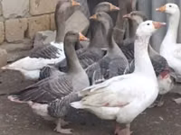 Geese — Foto 2