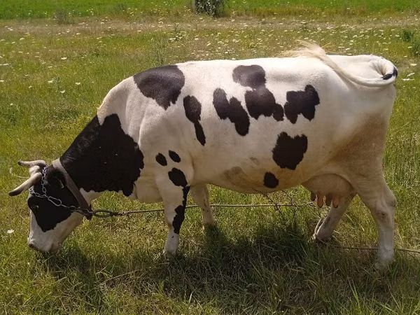 Kuh, Russian Black pied cattle