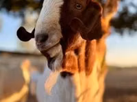 Goat, Boer goat — photo 3