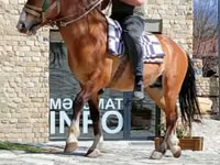 Farasi dume, Karabakh horse — picha 4