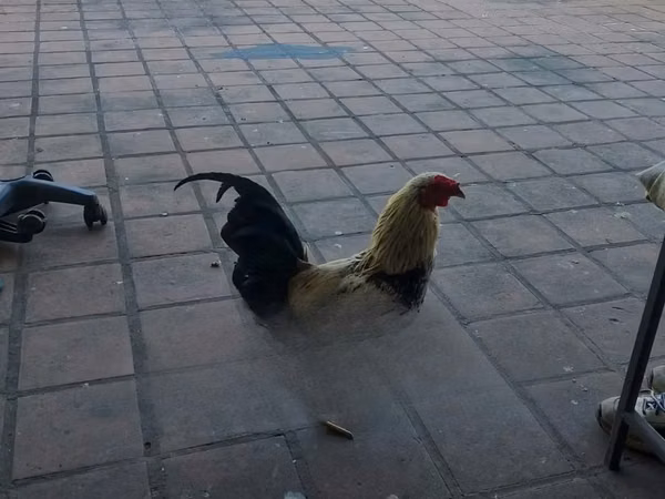 Chickens — Kenia