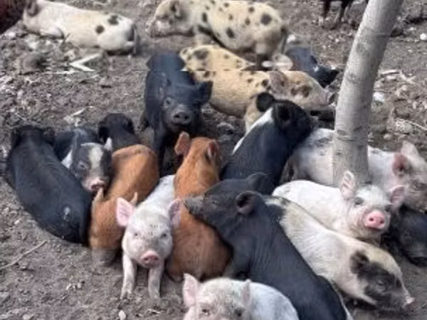 Pigs (batch, sex not specified), Pigs