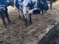 Bull, Russian Black pied cattle — photo 1