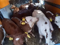 公牛, Limousin cow — 照片 2