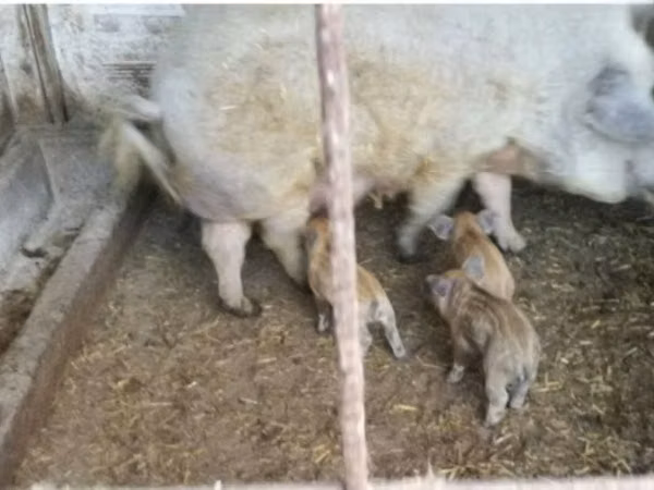 मादा सूअर, 