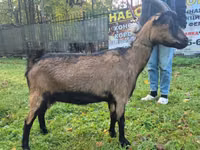Ziege, Alpine goat — Foto 1