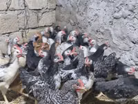 Chickens — picha 4
