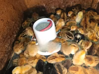 Chickens — photo 4