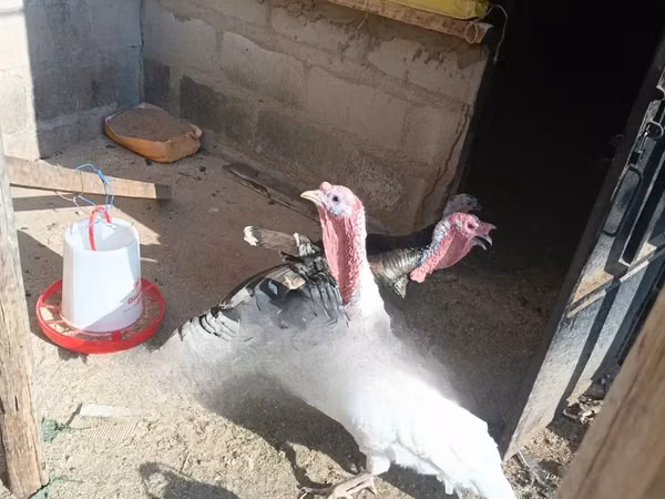 Turkeys