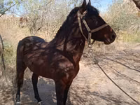 Farasi dume, Karabair horse — picha 3