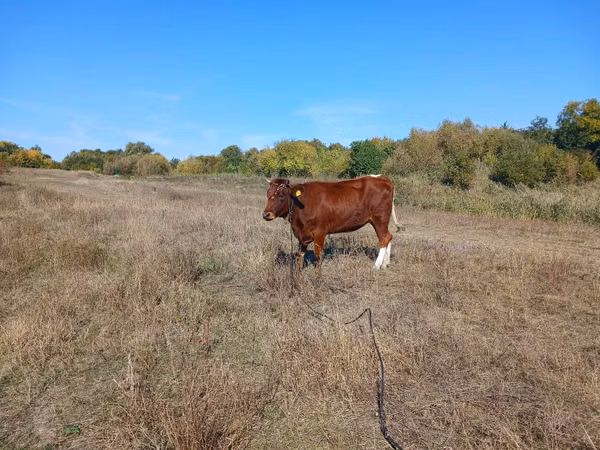 母牛, Simmental cattle