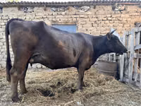 Ng'ombe jike, Swiss cattle — picha 5