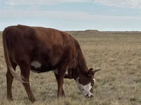 Cow, Kazakh White-headed cow — photo 2