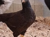 Chickens — picha 8