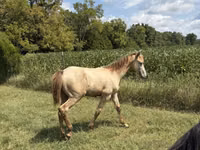Hengst, Kentucky mountain daddle horse — Foto 3