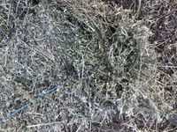 Lucernă — picha 2