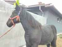 Caballo, Caballos — foto 2