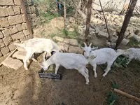 Mbuzi (kikundi, jinsia haijatajwa), Saanen goat — picha 2