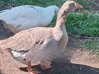 Geese — picha 3