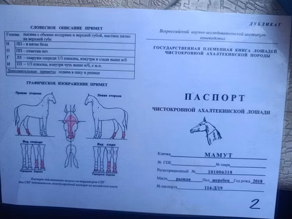 Horse (M), Akhal-Teke