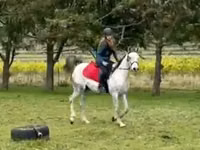 घोड़ा, Arabian horse — फ़ोटो 2
