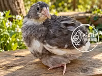 Quails — Foto 7