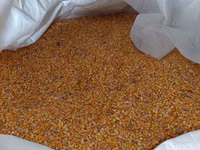 Продам кукурузу — फ़ोटो 2
