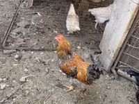 Chickens — फ़ोटो 2