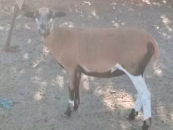 Goat, Goats