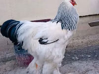 Brahma — picha 2