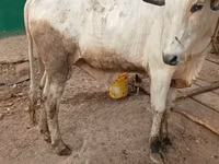 सांड, मवेशी — फ़ोटो 1