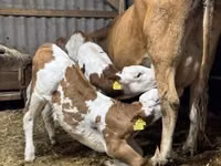 Kuh, Simmental cattle — Foto 2
