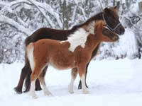 Hengst, American shetland pony — Foto 6