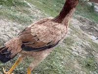 Chickens — photo 2