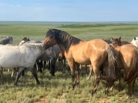حصان, Mugalzhar horse — الصورة 4