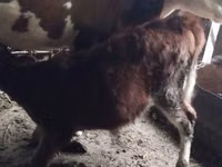 Kuh, Simmental cattle — Foto 3