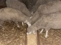 मेढ़ा, Ile-de-France sheep — फ़ोटो 1